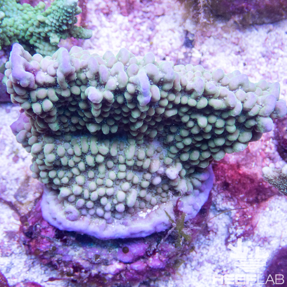 Vivid's Purple Rim Montipora Undata Coral main image 0