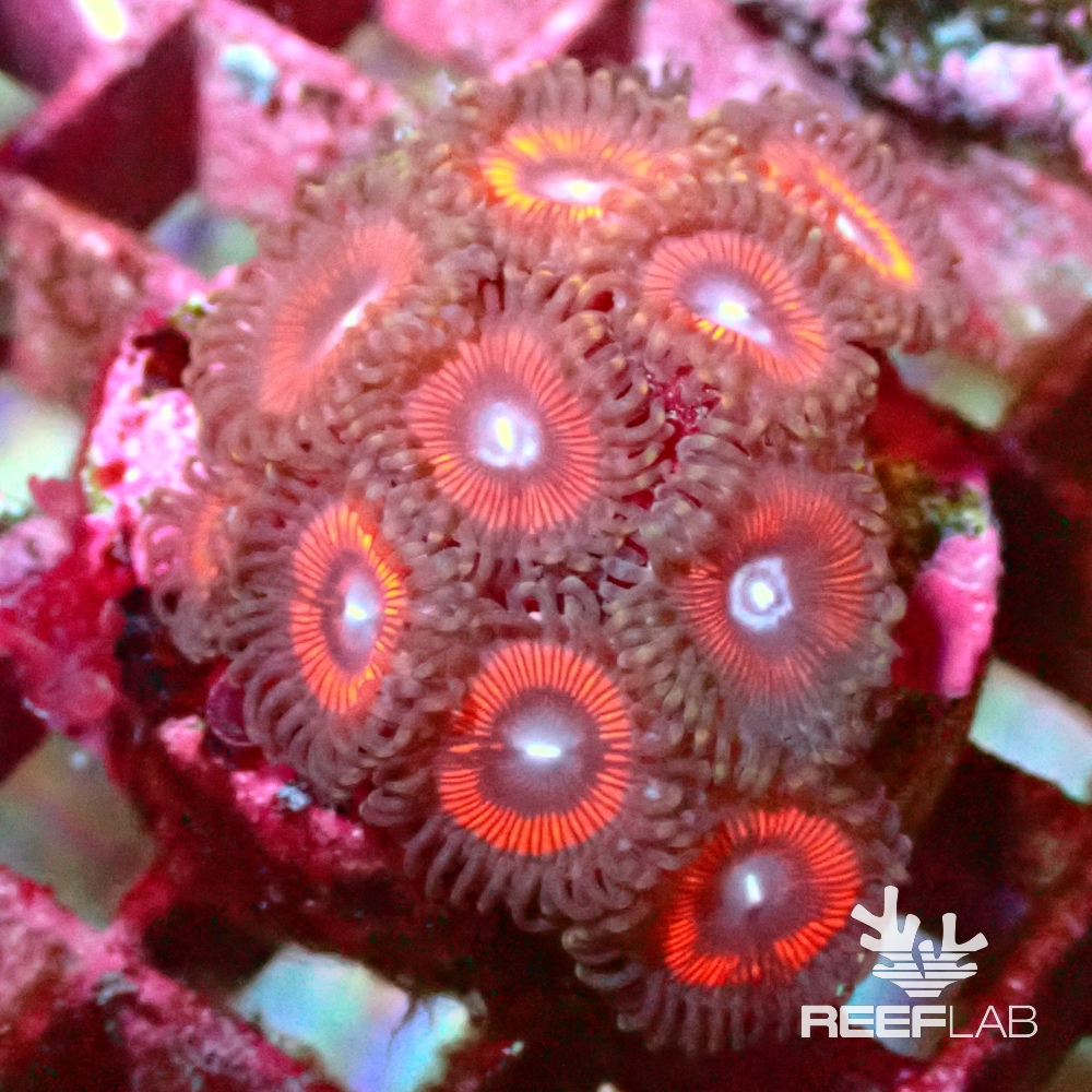 Zoanthus spp ReefLab