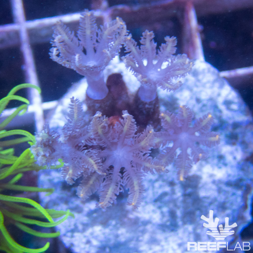 Anthelia spp ReefLab