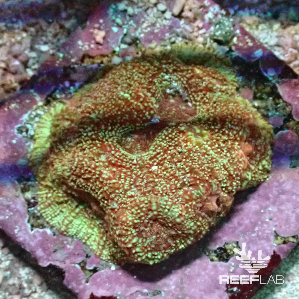 Favites spp | ReefLab