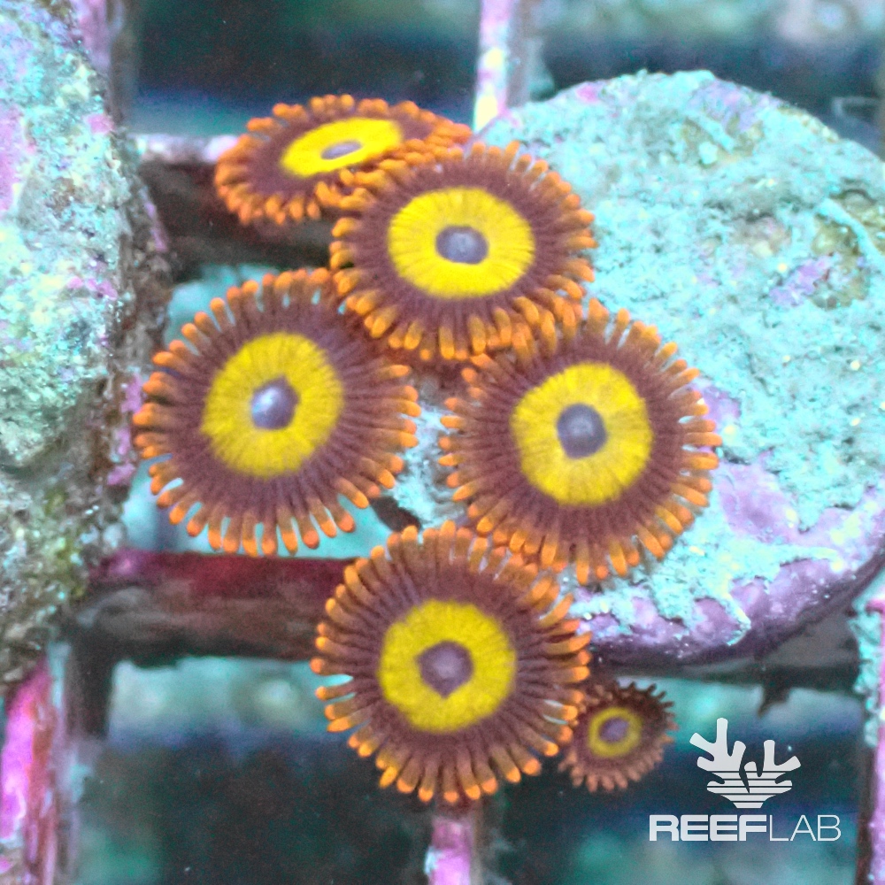 Zoanthus "Fruit Loops" ReefLab