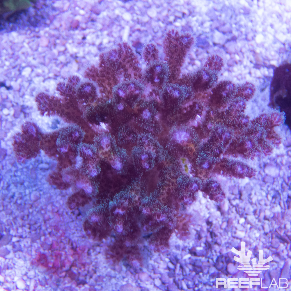 Pocillopora spp ReefLab