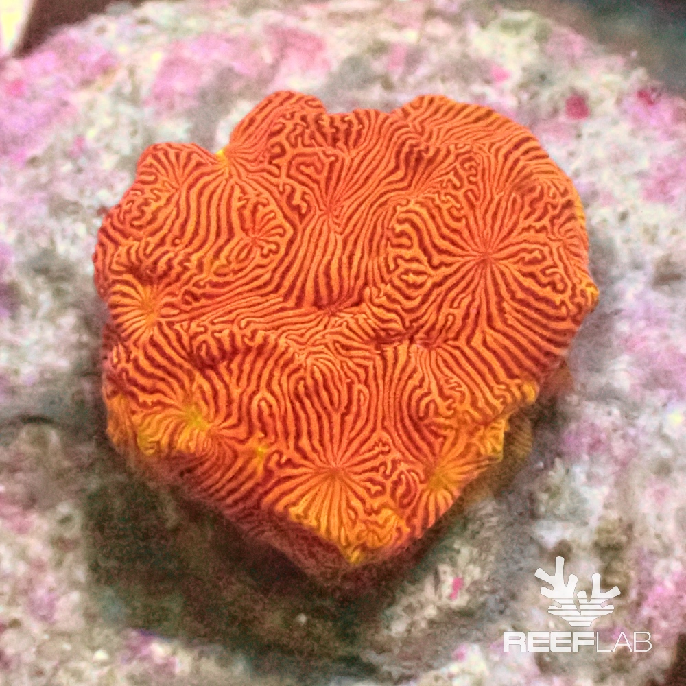 leptoseris-spp-reeflab