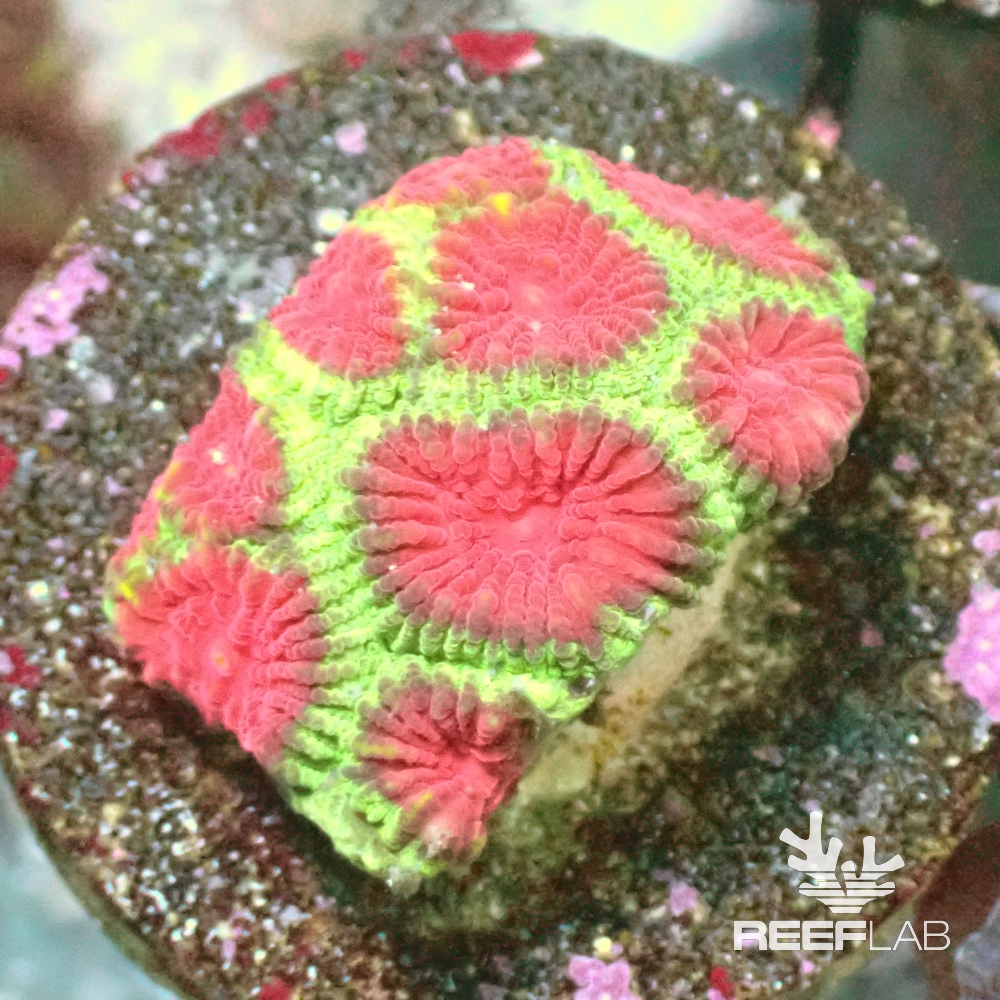 Favites spp | ReefLab
