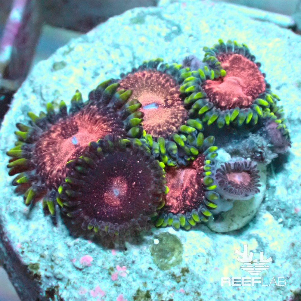 Zoanthus spp ReefLab