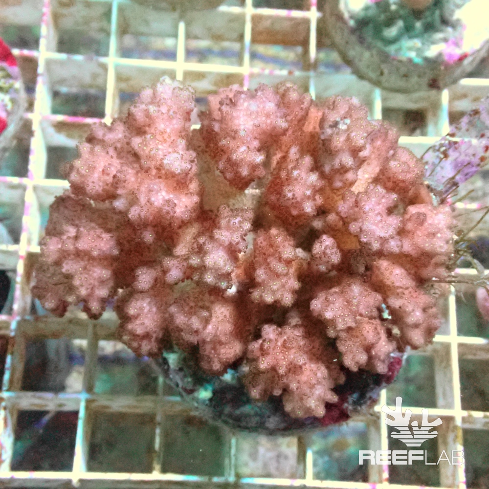 Pocillopora spp ReefLab