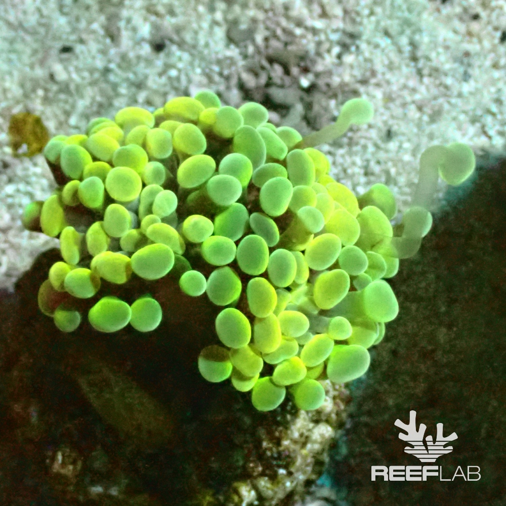 euphyllia-ancora-reeflab